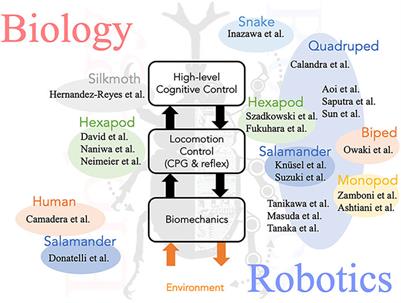 Editorial: Biological and Robotic Inter-Limb Coordination